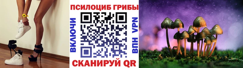 купить   Ржев  Псилоцибиновые грибы мицелий 